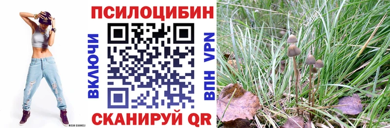 Псилоцибиновые грибы Psilocybe купить закладку Апрелевка